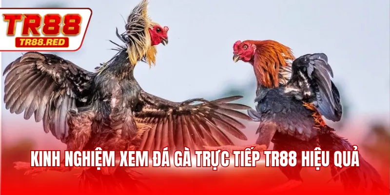 Kinh nghiệm xem đá gà trực tiếp TR88 hiệu quả
